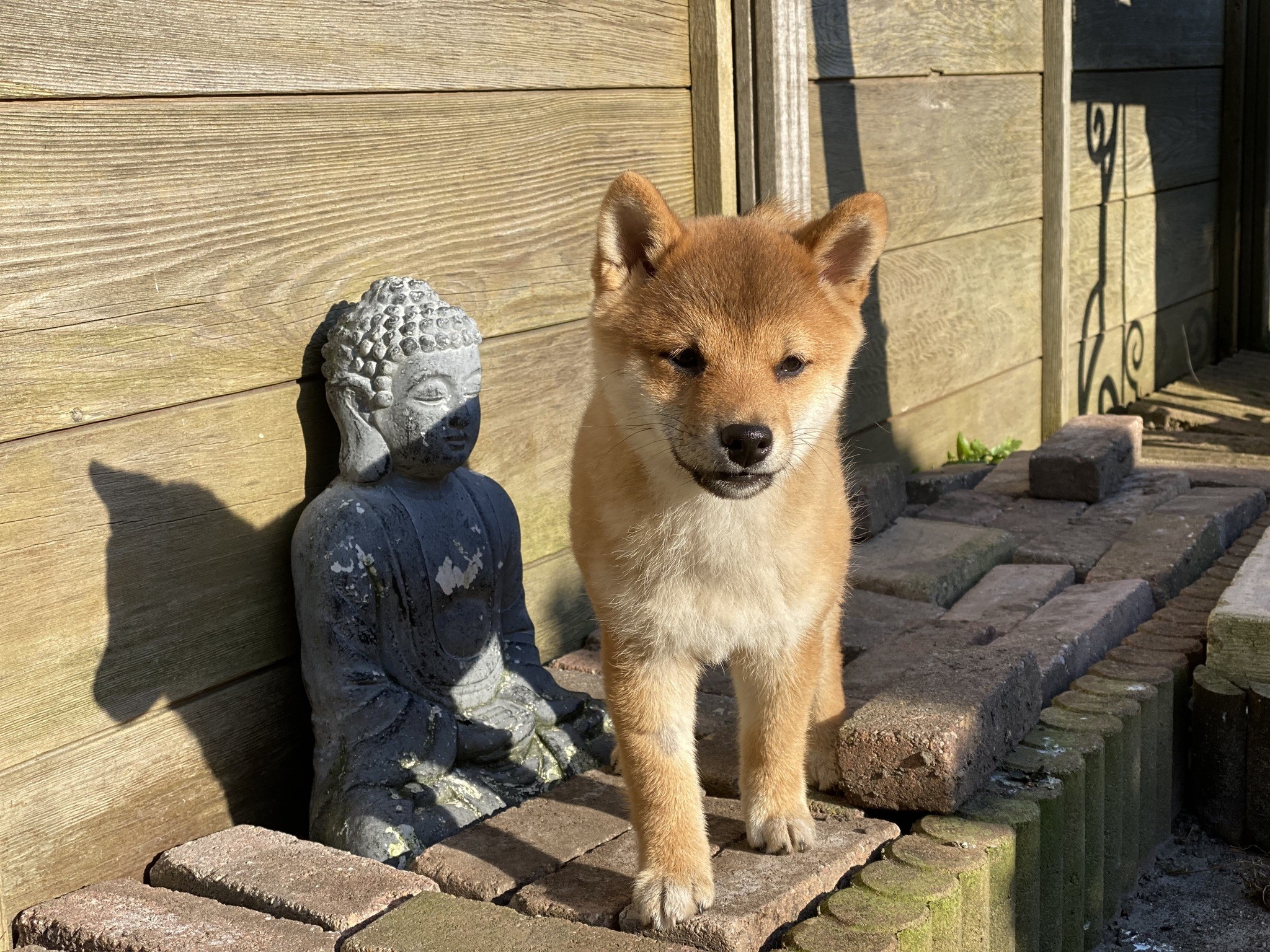 Shiba and Budda